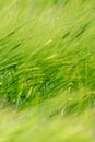 YoungÃÂ Wheat,ÃÂ GreenÃÂ WheatÃÂ SeedlingsÃÂ growing in a field Royalty Free Stock Photo